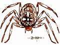 Spinne 1024x768